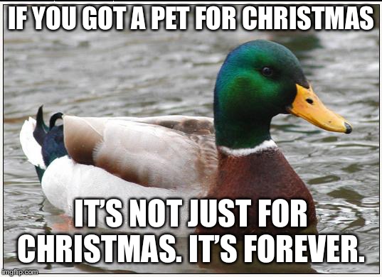 Actual Advice Mallard Meme | IF YOU GOT A PET FOR CHRISTMAS; IT’S NOT JUST FOR CHRISTMAS. IT’S FOREVER. | image tagged in memes,actual advice mallard,AdviceAnimals | made w/ Imgflip meme maker