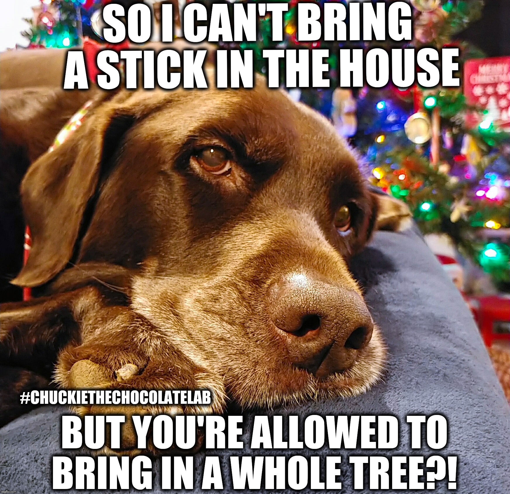 Christmas tree complaint | SO I CAN'T BRING A STICK IN THE HOUSE; #CHUCKIETHECHOCOLATELAB; BUT YOU'RE ALLOWED TO BRING IN A WHOLE TREE?! | image tagged in chuckie the chocolate lab,dogs,funny,memes,christmas,tree | made w/ Imgflip meme maker