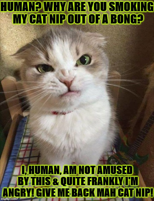 HUMAN? WHY ARE YOU SMOKING MY CAT NIP OUT OF A BONG? I, HUMAN, AM NOT AMUSED BY THIS & QUITE FRANKLY I'M ANGRY! GIVE ME BACK MAH CAT NIP! | image tagged in not amused | made w/ Imgflip meme maker