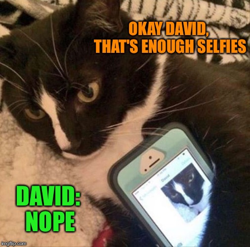 Just one more. | OKAY DAVID, THAT'S ENOUGH SELFIES; DAVID: NOPE | image tagged in cats,selfie,memes,funny | made w/ Imgflip meme maker