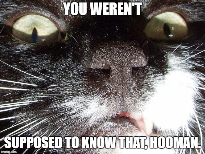 Scary Cat Extreme Closeup | YOU WEREN'T SUPPOSED TO KNOW THAT, HOOMAN. | image tagged in scary cat extreme closeup | made w/ Imgflip meme maker