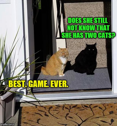 Six months later... | DOES SHE STILL NOT KNOW THAT SHE HAS TWO CATS? BEST. GAME. EVER. | image tagged in memes,cats,shadow,games,not what it seems,dashhopes | made w/ Imgflip meme maker