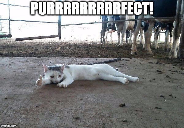 all good cat  | PURRRRRRRRRFECT! | image tagged in all good cat | made w/ Imgflip meme maker