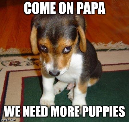 Sad puppy | COME ON PAPA WE NEED MORE PUPPIES | image tagged in sad puppy | made w/ Imgflip meme maker