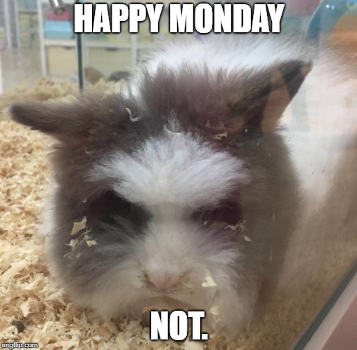 HAPPY MONDAY; NOT. | image tagged in furball | made w/ Imgflip meme maker