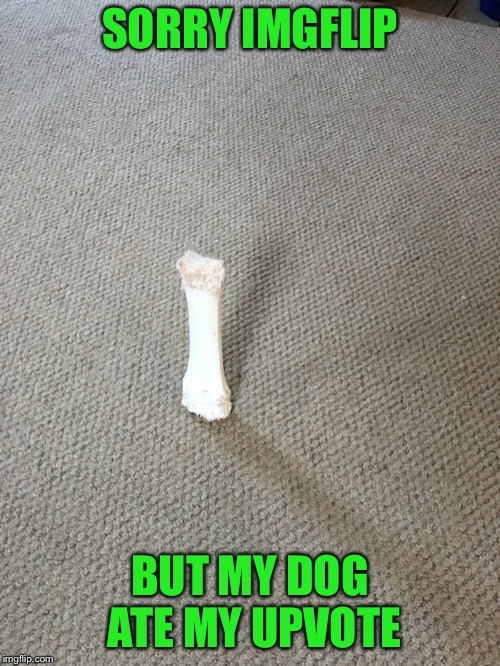 Guess I’ll run to the store to get a new one | SORRY IMGFLIP; BUT MY DOG ATE MY UPVOTE | image tagged in chew toy,upvote,happy new year | made w/ Imgflip meme maker
