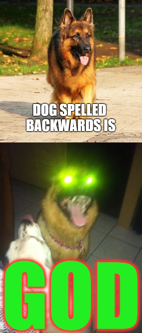 DOG SPELLED BACKWARDS IS; GOD | image tagged in laser dog | made w/ Imgflip meme maker