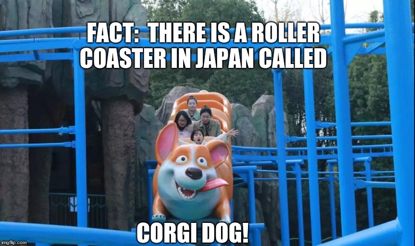Corgi Dog Roller Coaster | FACT:  THERE IS A ROLLER COASTER IN JAPAN CALLED; CORGI DOG! | image tagged in corgi,dog,roller coaster,japan | made w/ Imgflip meme maker