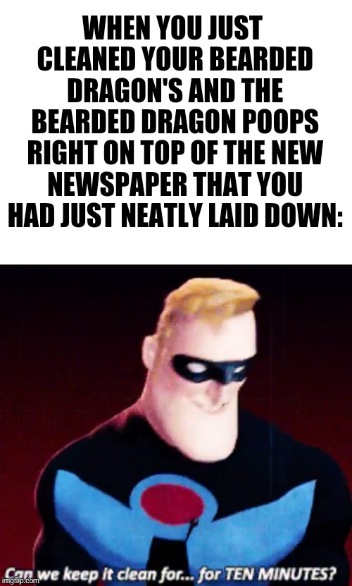 Any other beardy owners out there? | WHEN YOU JUST CLEANED YOUR BEARDED DRAGON'S AND THE BEARDED DRAGON POOPS RIGHT ON TOP OF THE NEW NEWSPAPER THAT YOU HAD JUST NEATLY LAID DOWN: | image tagged in blank white template,bearded dragon,incredibles,mess | made w/ Imgflip meme maker