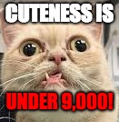 Under 9,000! | CUTENESS IS; UNDER 9,000! | image tagged in under 9 000 | made w/ Imgflip meme maker