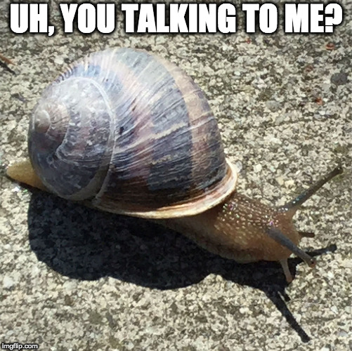 Slow as a snail... | UH, YOU TALKING TO ME? | image tagged in slow as a snail | made w/ Imgflip meme maker