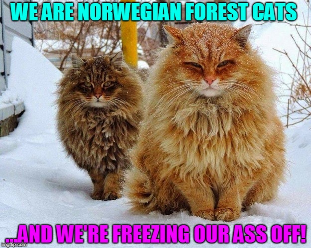 We may be related to Vikings, but we're freezing! | WE ARE NORWEGIAN FOREST CATS; ...AND WE'RE FREEZING OUR ASS OFF! | image tagged in vince vance,cats,furry cats,norwegian forest cats,winter,norse cats | made w/ Imgflip meme maker