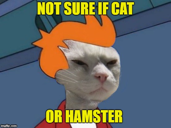 NOT SURE IF CAT OR HAMSTER | made w/ Imgflip meme maker