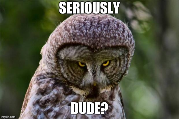 Seriously Owl | SERIOUSLY; DUDE? | image tagged in seriously owl | made w/ Imgflip meme maker
