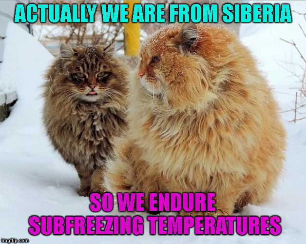 ACTUALLY WE ARE FROM SIBERIA SO WE ENDURE SUBFREEZING TEMPERATURES | made w/ Imgflip meme maker