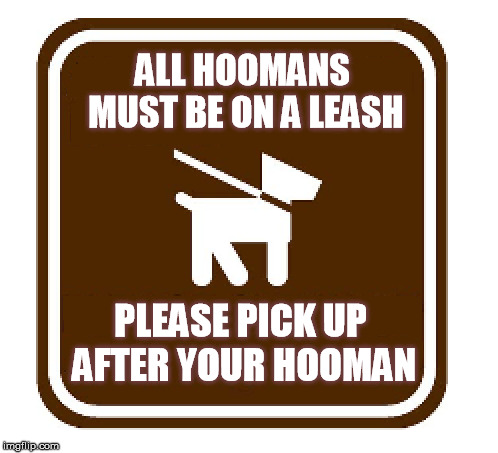 leash required |  ALL HOOMANS MUST BE ON A LEASH; PLEASE PICK UP AFTER YOUR HOOMAN | image tagged in dogs,leash,pick,up,after,memes | made w/ Imgflip meme maker