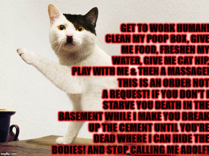 GET TO WORK HUMAN! CLEAN MY POOP BOX, GIVE ME FOOD, FRESHEN MY WATER, GIVE ME CAT NIP, PLAY WITH ME & THEN A MASSAGE! THIS IS AN ORDER NOT A REQUEST! IF YOU DON'T I STARVE YOU DEATH IN THE BASEMENT WHILE I MAKE YOU BREAK UP THE CEMENT UNTIL YOU'RE DEAD WHERE I CAN HIDE THE BODIES! AND STOP CALLING ME ADOLF! | image tagged in adolf catler | made w/ Imgflip meme maker