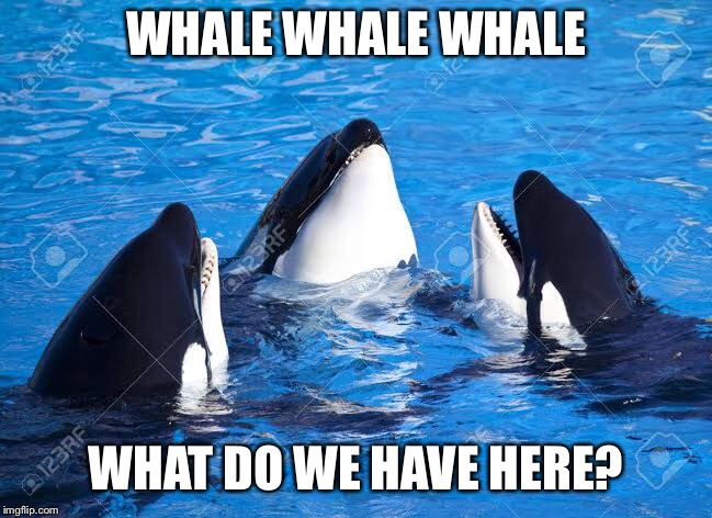 WHALE WHALE WHALE; WHAT DO WE HAVE HERE? | image tagged in puns,funny | made w/ Imgflip meme maker