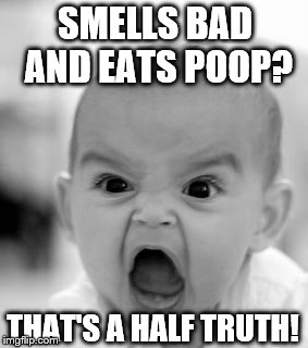 Angry Baby Meme | SMELLS BAD AND EATS POOP? THAT'S A HALF TRUTH! | image tagged in memes,angry baby | made w/ Imgflip meme maker