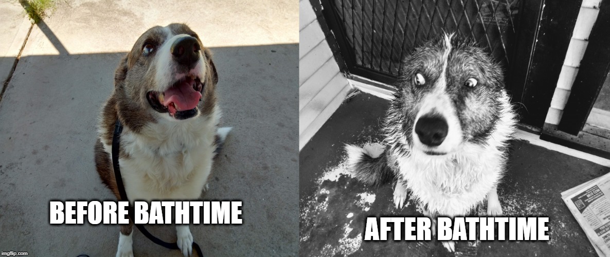 AFTER BATHTIME; BEFORE BATHTIME | image tagged in betrayed puppy | made w/ Imgflip meme maker