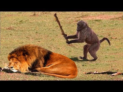 monkey hit lion tree Blank Meme Template