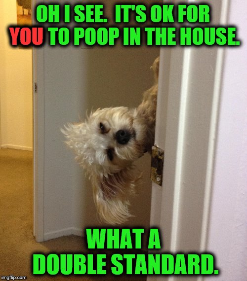 I should close the door next time | OH I SEE.  IT'S OK FOR YOU TO POOP IN THE HOUSE. YOU; WHAT A DOUBLE STANDARD. | image tagged in memes,dogs,bathroom,double standard,funny,pooping | made w/ Imgflip meme maker