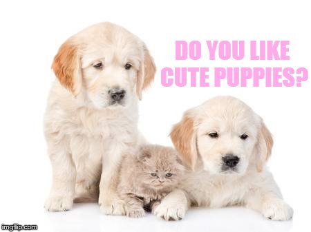DO YOU LIKE CUTE PUPPIES? | made w/ Imgflip meme maker