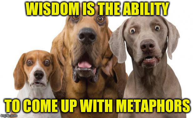 surprised dogs | WISDOM IS THE ABILITY TO COME UP WITH METAPHORS | image tagged in surprised dogs | made w/ Imgflip meme maker