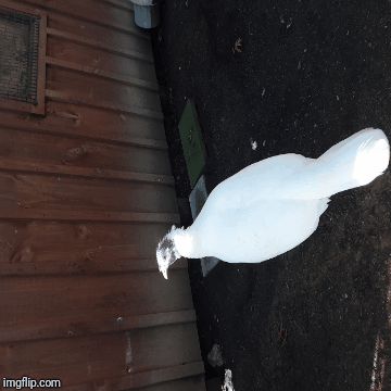 Winter | image tagged in gifs,wintertheturkey | made w/ Imgflip images-to-gif maker