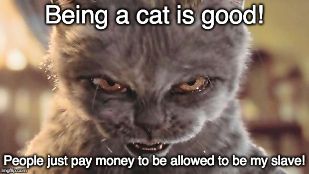 The benefit of being a cat! | Being a cat is good! People just pay money to be allowed to be my slave! | image tagged in evil cat | made w/ Imgflip meme maker