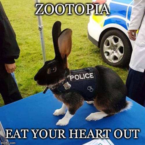 Rabbit Police | ZOOTOPIA; EAT YOUR HEART OUT | image tagged in rabbit,police,zootopia,vest,long ears,police rabbit | made w/ Imgflip meme maker