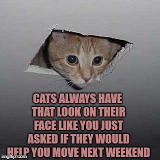 Ceiling Cat Meme | CATS ALWAYS HAVE THAT LOOK ON THEIR FACE LIKE YOU JUST ASKED IF THEY WOULD HELP YOU MOVE NEXT WEEKEND | image tagged in memes,funny,cats,moving,funny memes | made w/ Imgflip meme maker
