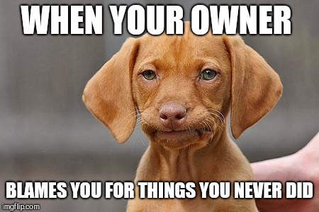 Dissapointed puppy | WHEN YOUR OWNER BLAMES YOU FOR THINGS YOU NEVER DID | image tagged in dissapointed puppy | made w/ Imgflip meme maker
