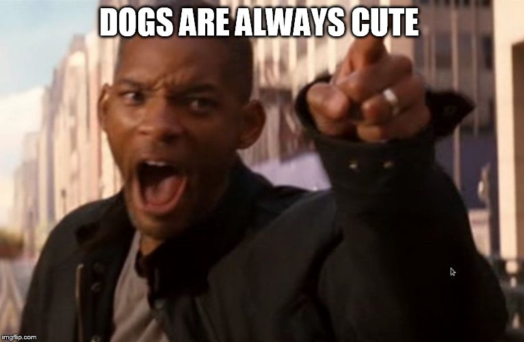 Will Smith says aww hell naw | DOGS ARE ALWAYS CUTE | image tagged in will smith says aww hell naw | made w/ Imgflip meme maker