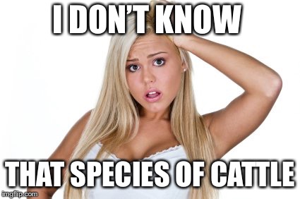 Dumb Blonde | I DON’T KNOW THAT SPECIES OF CATTLE | image tagged in dumb blonde | made w/ Imgflip meme maker