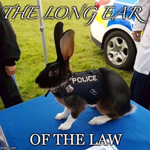The Long.... | THE LONG EAR OF THE LAW | image tagged in police rabbit,long ears,rabbit,police,vest | made w/ Imgflip meme maker