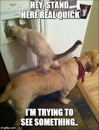 Smart animals | HEY, STAND HERE REAL QUICK; I'M TRYING TO SEE SOMETHING.. | image tagged in smart animals | made w/ Imgflip meme maker