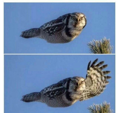 hawk that say hello Blank Meme Template