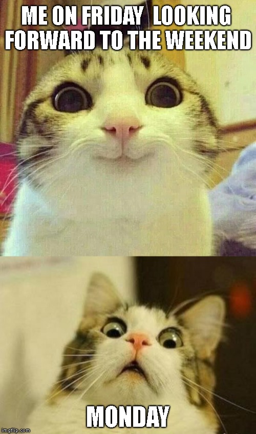 Had a rough week.. this cracked me up a little though.. hope you enjoy it..  | ME ON FRIDAY  LOOKING FORWARD TO THE WEEKEND; MONDAY | image tagged in friday,monday,happy cat,freaked out cat | made w/ Imgflip meme maker