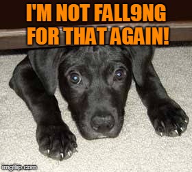 Scared dog | I'M NOT FALL9NG FOR THAT AGAIN! | image tagged in scared dog | made w/ Imgflip meme maker