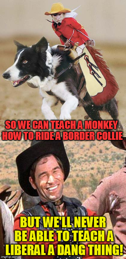 Makes you real proud of that Border Collie | SO WE CAN TEACH A MONKEY HOW TO RIDE A BORDER COLLIE; BUT WE'LL NEVER BE ABLE TO TEACH A LIBERAL A DANG THING! | image tagged in monkey,border collie,cowboy | made w/ Imgflip meme maker