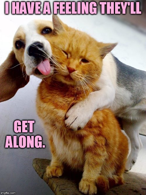 I HAVE A FEELING THEY'LL GET ALONG. | made w/ Imgflip meme maker