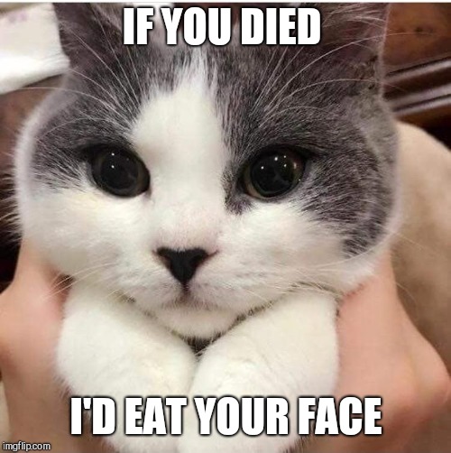 Bad cat | IF YOU DIED I'D EAT YOUR FACE | image tagged in bad cat | made w/ Imgflip meme maker