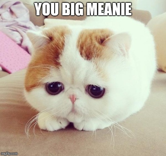 Sad Cat | YOU BIG MEANIE | image tagged in sad cat | made w/ Imgflip meme maker