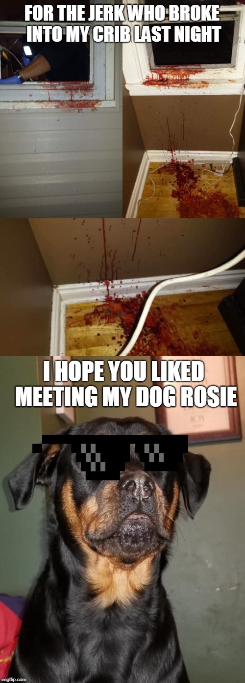 That's one reason to case the place first and knock on the door to see if you should move to the next house... |  FOR THE JERK WHO BROKE INTO MY CRIB LAST NIGHT; I HOPE YOU LIKED MEETING MY DOG ROSIE | image tagged in burglar,rottweiler,dog bite,deal with it,memes,dogs | made w/ Imgflip meme maker