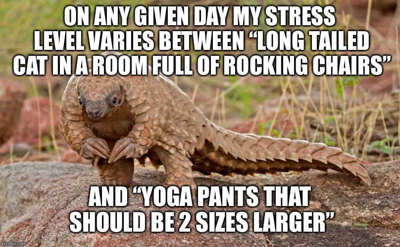 ummm pangolin | ON ANY GIVEN DAY MY STRESS LEVEL VARIES BETWEEN “LONG TAILED CAT IN A ROOM FULL OF ROCKING CHAIRS”; AND “YOGA PANTS THAT SHOULD BE 2 SIZES LARGER” | image tagged in ummm pangolin | made w/ Imgflip meme maker