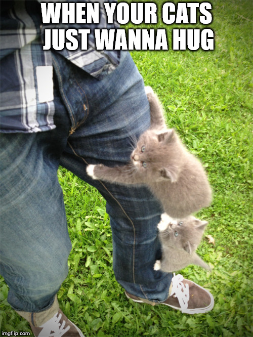 when your cats just wanna hug | WHEN YOUR CATS JUST WANNA HUG | image tagged in cat,climb,leg | made w/ Imgflip meme maker