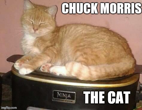 Chuck Norris? | CHUCK MORRIS; THE CAT | image tagged in chuck norris,cats,meow | made w/ Imgflip meme maker