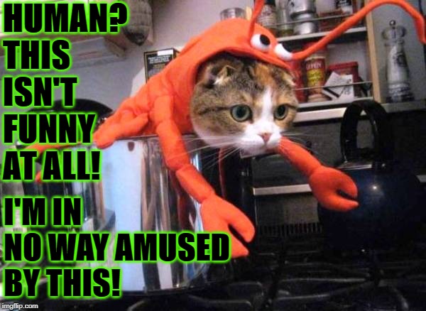 HUMAN? THIS ISN'T FUNNY AT ALL! I'M IN NO WAY AMUSED BY THIS! | image tagged in cat for dinner | made w/ Imgflip meme maker