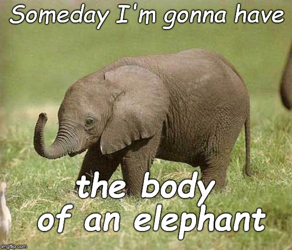 Baby elephant | Someday I'm gonna have the body of an elephant | image tagged in baby elephant | made w/ Imgflip meme maker